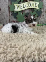 Paul , a male Miniature Schnauzer for sale in Lamar, MO – Photo 5 of 5