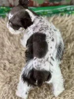 Paul , a male Miniature Schnauzer for sale in Lamar, MO – Photo 3 of 5