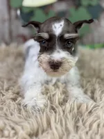 Paul , a male Miniature Schnauzer for sale in Lamar, MO – Photo 1 of 5