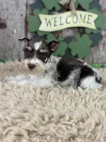 Paul , a male Miniature Schnauzer for sale in Lamar, MO – Photo 2 of 5