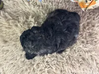 Dazzler, a male Miniature Aussiedoodle for sale in Lamar, MO – 8 of 8