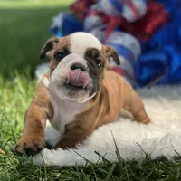 Whoopi, a female English Bulldog for sale in Lamar, MO – 2 of 7
