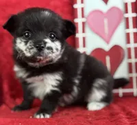 Susie, a female Pomeranian for sale in Lamar, MO – Photo 5 of 6