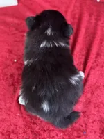 Susie, a female Pomeranian for sale in Lamar, MO – Photo 6 of 6