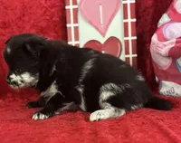 Susie, a female Pomeranian for sale in Lamar, MO – Photo 4 of 6