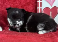 Susie, a female Pomeranian for sale in Lamar, MO – Photo 3 of 6