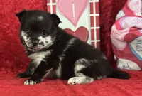 Susie, a female Pomeranian for sale in Lamar, MO – Photo 1 of 6