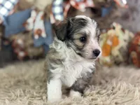 Skippy, a male Miniature Aussiedoodle for sale in Lamar, MO – 3 of 6