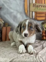 Kleo, a female Miniature Australian Shepherd for sale in Lamar, MO – 3 of 7