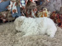 Ciera, a female Miniature Aussiedoodle for sale in Lamar, MO – 4 of 7