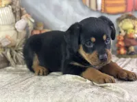 Dotty, a female Rottweiler for sale in Lamar, MO – 2 of 4