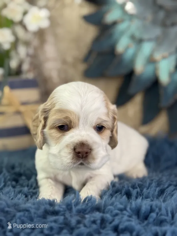Juno – Cocker Spaniel puppy for sale in Lamar, MO