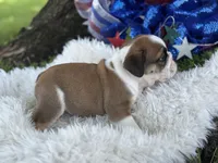 Webber, a male English Bulldog for sale in Lamar, MO – 2 of 7