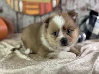 Sunny, a male Pomeranian for sale in Lamar, MO – 6 of 7