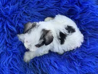 Bessie, a female Miniature Schnauzer for sale in Lamar, MO – 7 of 7