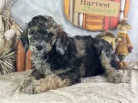 Dozer, a male Poodle - Standard  for sale in Lamar, MO – 6 of 7