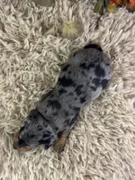 Markos, a male Miniature Dachshund for sale in Lamar, MO – 4 of 8