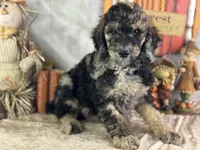 Dozer, a male Poodle - Standard  for sale in Lamar, MO – 3 of 7