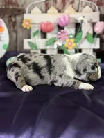 Sara, a female Miniature Australian Shepherd for sale in Lamar, MO – Photo 2 of 4