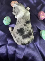 Sara, a female Miniature Australian Shepherd for sale in Lamar, MO – Photo 3 of 4