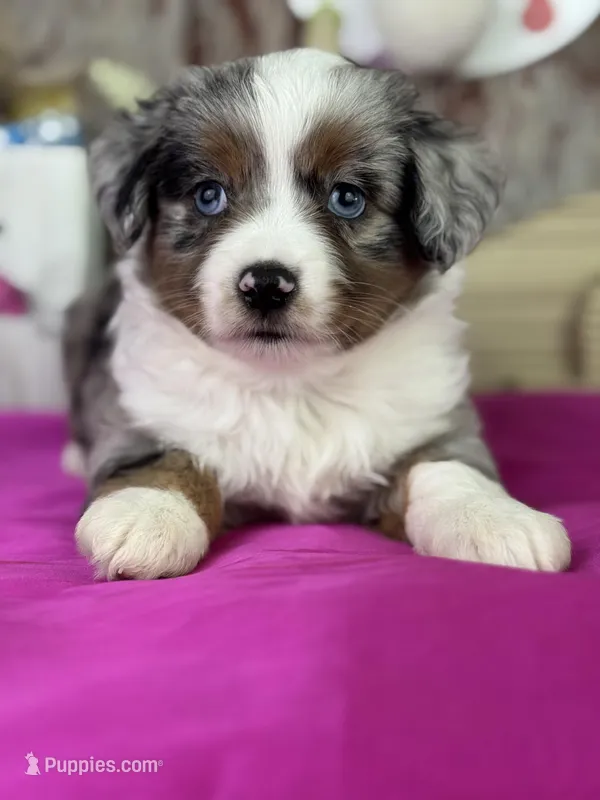Sara – Miniature Australian Shepherd puppy for sale in Lamar, MO