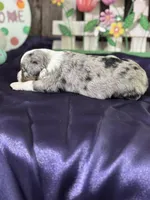 Sara, a female Miniature Australian Shepherd for sale in Lamar, MO – Photo 4 of 4