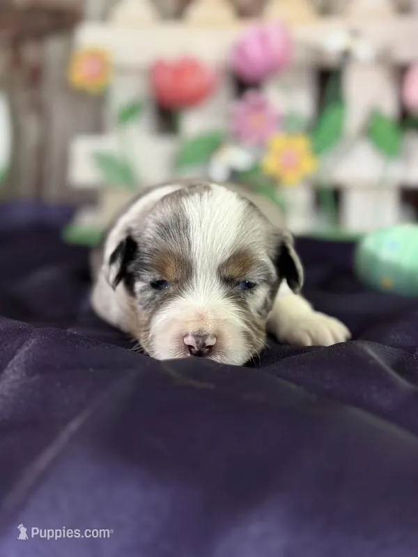 Sara – Miniature Australian Shepherd puppy for sale in Lamar, MO