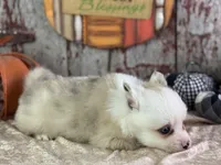 Scooby, a male Pomeranian for sale in Lamar, MO – 2 of 6