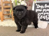 Jojo, a male Pomeranian for sale in Lamar, MO – 6 of 6