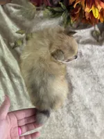 Conwell, a male Pomeranian for sale in Lamar, MO – 7 of 7