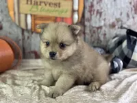 Snoopy, a male Pomeranian for sale in Lamar, MO – 2 of 8
