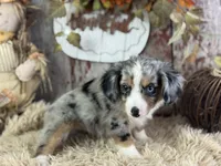 Elmo, a male Toy Australian Shepherd for sale in Lamar, MO – 3 of 6