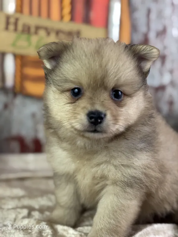 Snoopy – Pomeranian puppy for sale in Lamar, MO