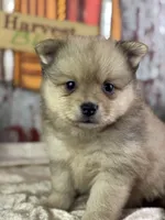 Snoopy, a male Pomeranian for sale in Lamar, MO – 1 of 8
