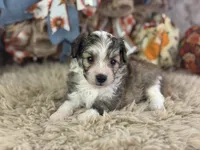 Skippy, a male Miniature Aussiedoodle for sale in Lamar, MO – 2 of 6
