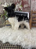 Daisy, a female Miniature Schnauzer for sale in Lamar, MO – 3 of 4