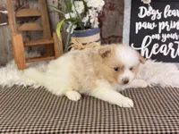 Ernie, a male Pomeranian for sale in Lamar, MO – 4 of 7