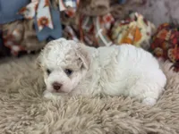 Ciera, a female Miniature Aussiedoodle for sale in Lamar, MO – 2 of 7