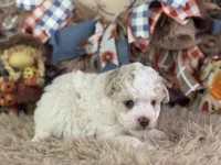 Ciera, a female Miniature Aussiedoodle for sale in Lamar, MO – 6 of 7