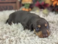 Mirko, a male Miniature Dachshund for sale in Lamar, MO – 4 of 5