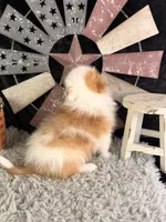 Albus, a male Pomeranian for sale in Lamar, MO – 7 of 7