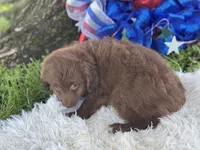Princess, a female Miniature Aussiedoodle for sale in Lamar, MO – 3 of 7