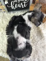 Daisy, a female Miniature Schnauzer for sale in Lamar, MO – 2 of 4