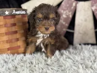 Linox, a male Miniature Aussiedoodle for sale in Lamar, MO – 3 of 6
