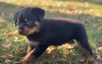 Sweetie Pie, a female Rottweiler for sale in Lamar, MO – 2 of 7