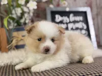 Ernie, a male Pomeranian for sale in Lamar, MO – 5 of 7
