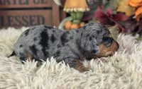 Markos, a male Miniature Dachshund for sale in Lamar, MO – 3 of 8