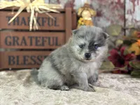 Cypress, a female Pomeranian for sale in Lamar, MO – 6 of 8