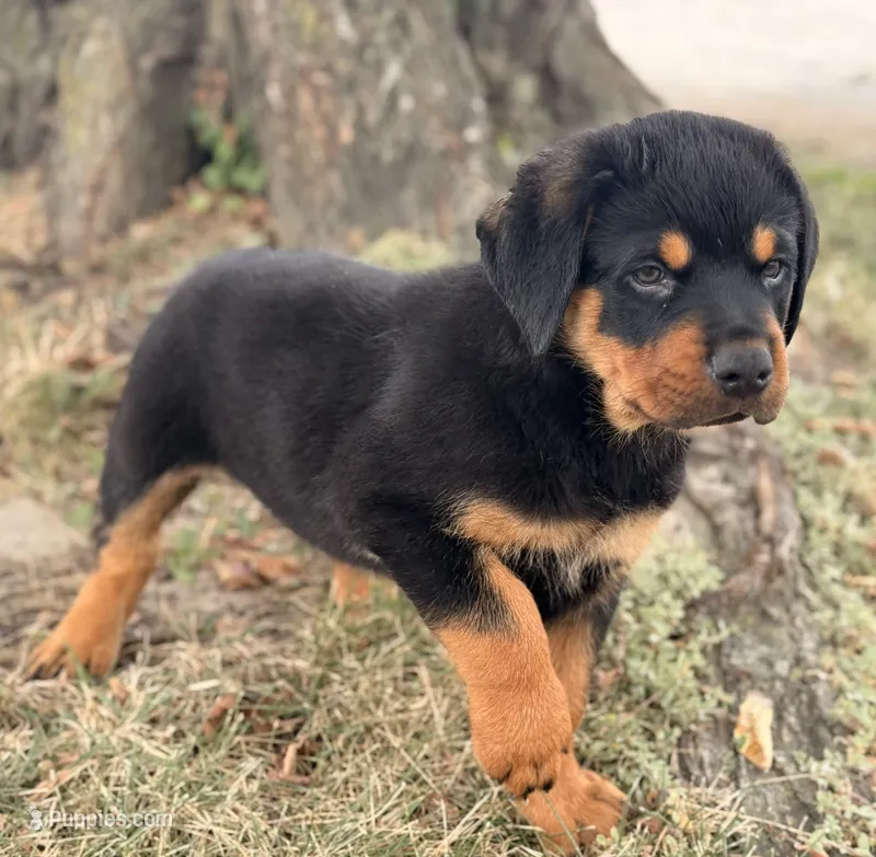 Draco – Rottweiler puppy for sale in Lamar, MO