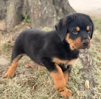 Draco, a male Rottweiler for sale in Lamar, MO – 1 of 8
